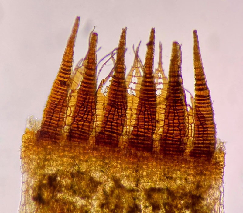 Mnium spinulosum